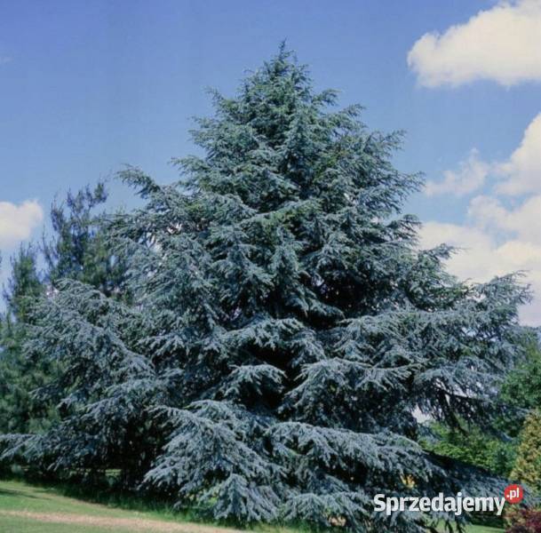 CEDR ATLASKI GLAUCA CEDRUS sadzonki w doniczkach Ustronie sprzedam