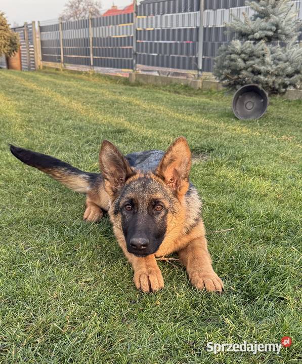 Szczeniak suczki Owczarek Niemiecki Owczarek Rybnik sprzedam