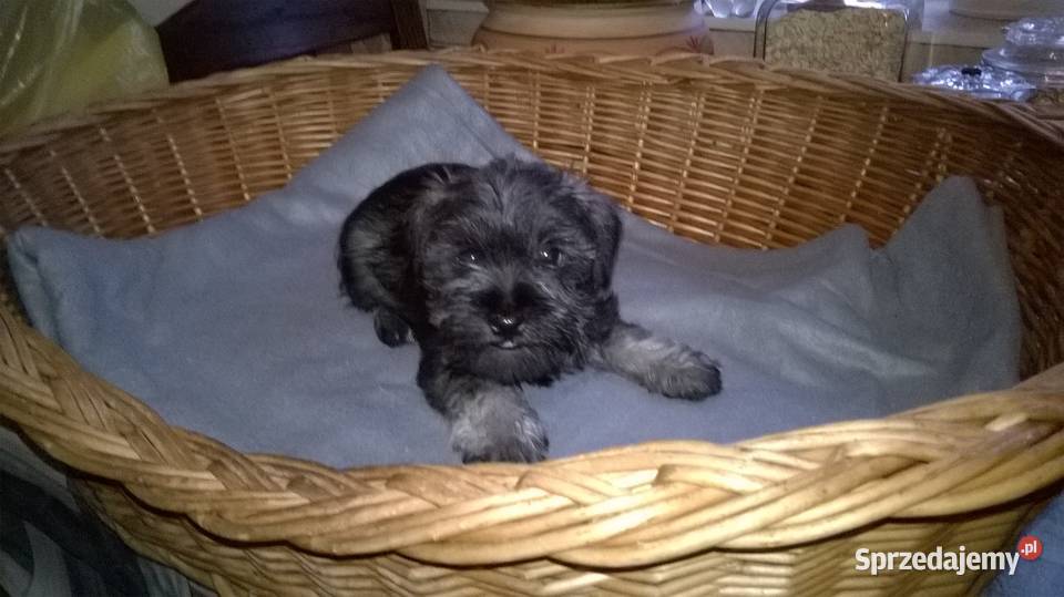 sznaucer miniaturowy szczenięta