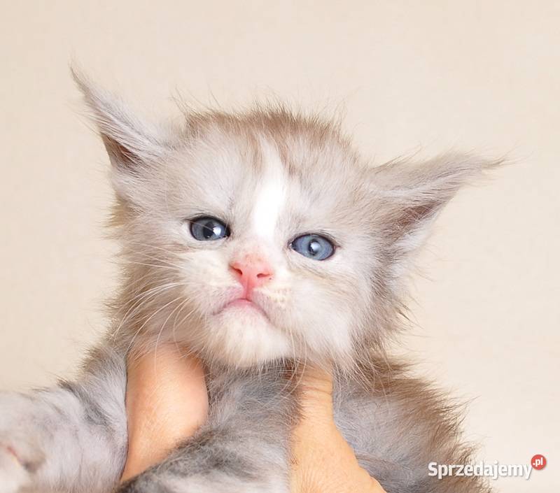 Śliczna koteczka Maine Coon z rodowodem PZFWCF