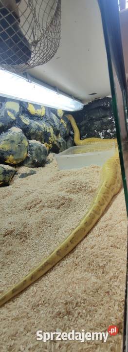 Pyton Tygrysi Czeladź