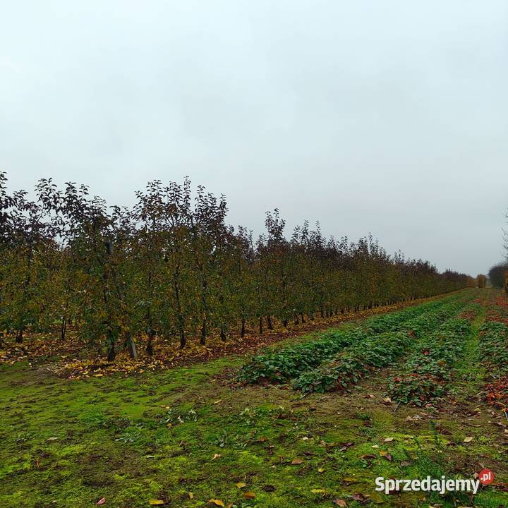 Sprzedam Gospodarstwo