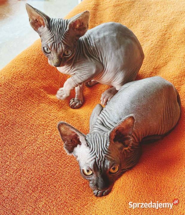 Sfinks Kanadyjski najwyższa klasa w super Raciborsko sprzedam