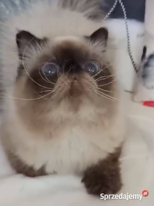 Malutki książę z niebieskimi oczami rodowód fpl Katowice