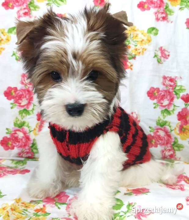 Do odbioru White Ocean Pearl YORK Śliczny piesek Opole