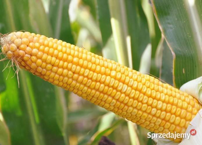 kukurydza SM Boryna nasiona na kiszonkę Pozostałe Ostróda