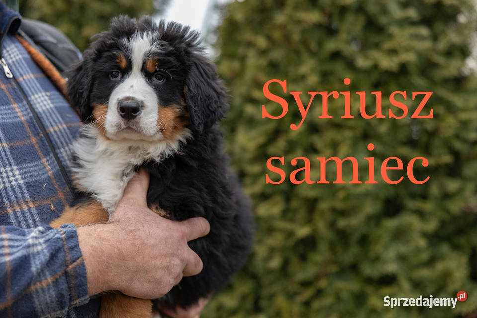 Szczeniaki Berneński Pies Pasterki Podlasie Suwałki