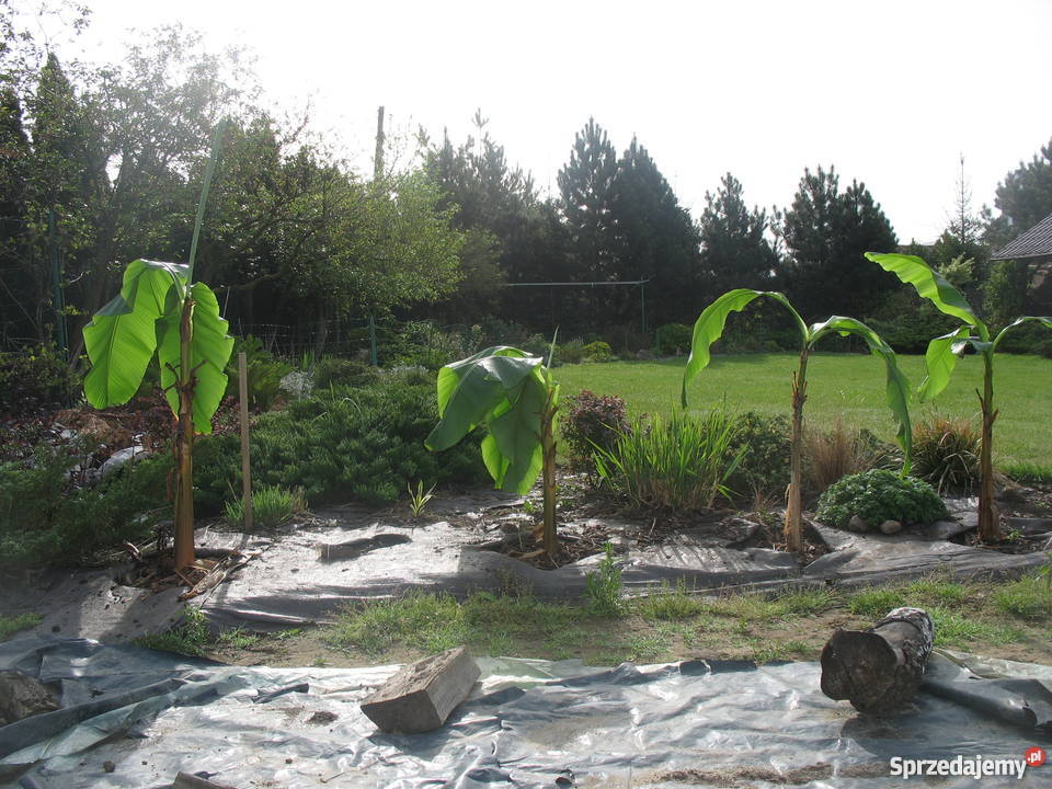 BANANOWCE BAMBUSY KAKTUSY GUNERA dolnośląskie Wrocław
