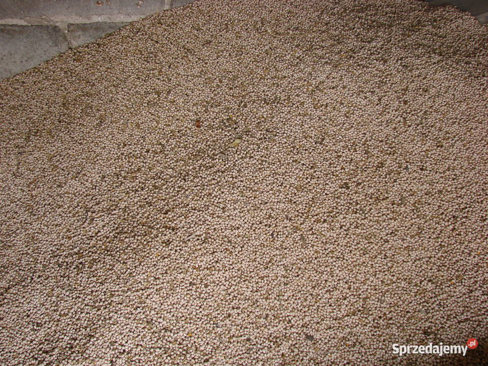 Łubin wąskolistny gorzki Pozostałe wielkopolskie Oborniki