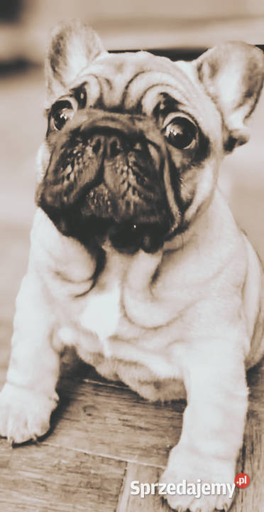 Buldog francuski buldożek francuski Łódź