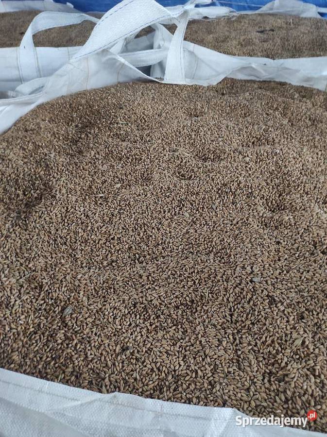 Pszenżyto ozime odmiana Orinoko pierwszy Busko-Zdrój sprzedam