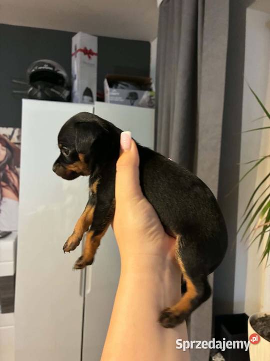 Pinczer pińczerki ratlerki mini Pozostałe Lublin