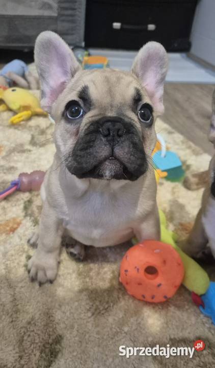 Buldog francuski szczeniaczki Czyżeminek sprzedam