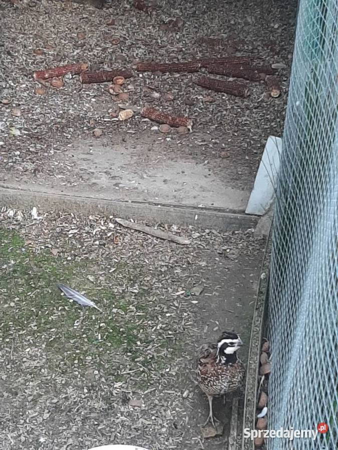 Przepiór wirginijski Ptaki