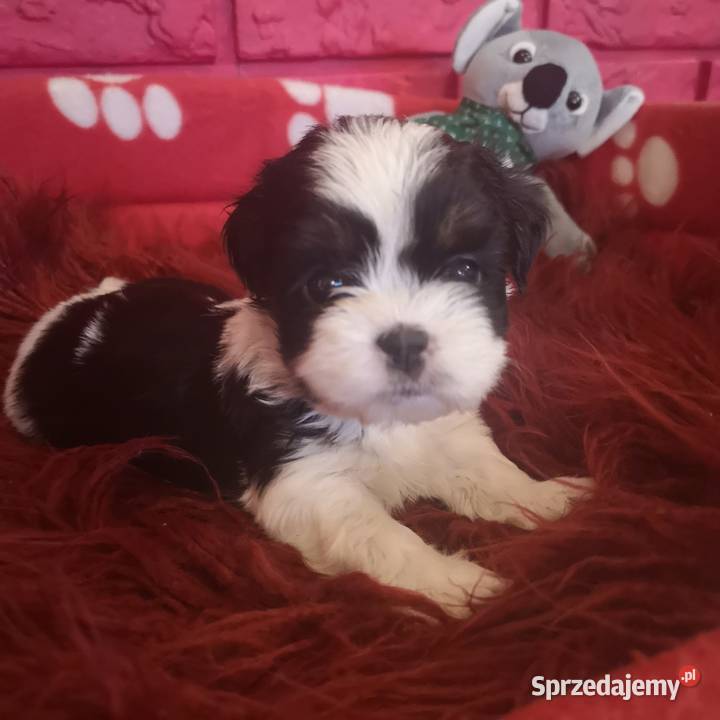 Śliczny PIESEK rasy Shih tzu piękny szczeniaczek Szczecinek sprzedam