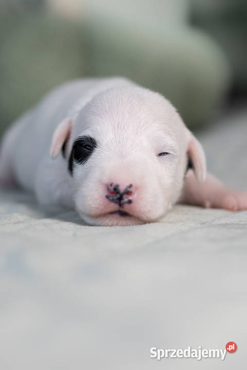 Parson Russell Terrier Szczenięta ZKwP