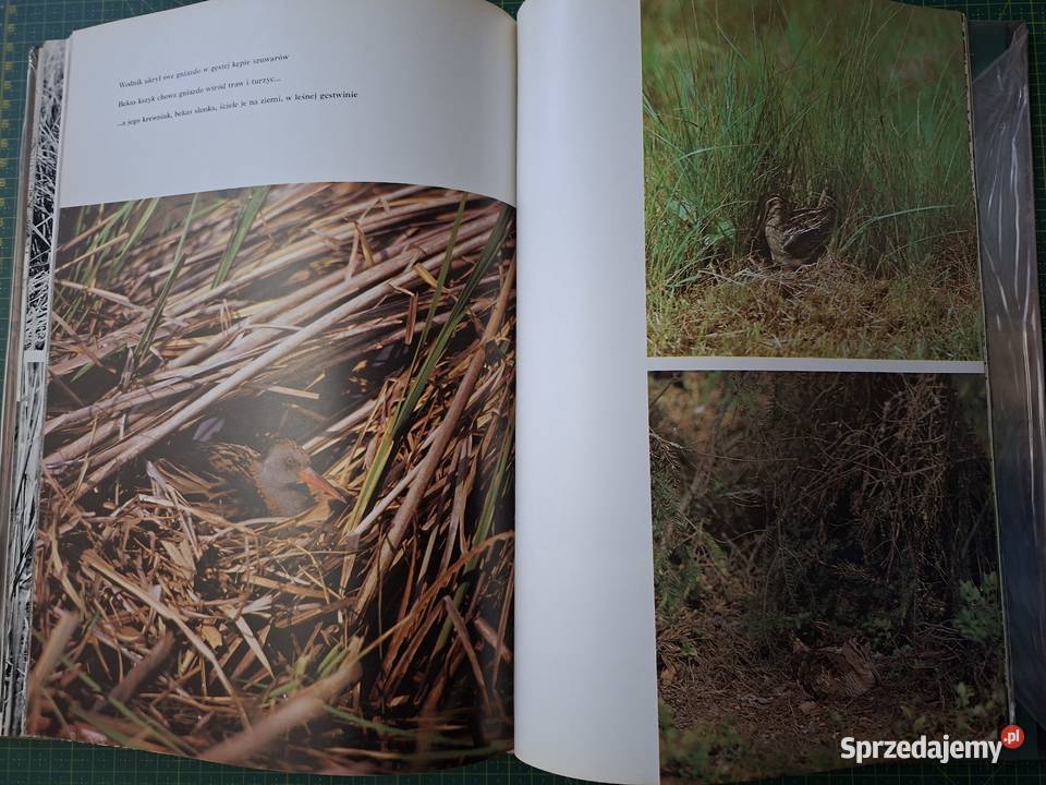 W kniei Włodzimierz Łapiński Rok wydania 1980 małopolskie Kraków sprzedam