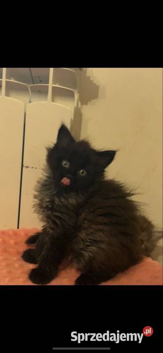 Maine coon czarny dymny kujawsko-pomorskie Grudziądz sprzedam