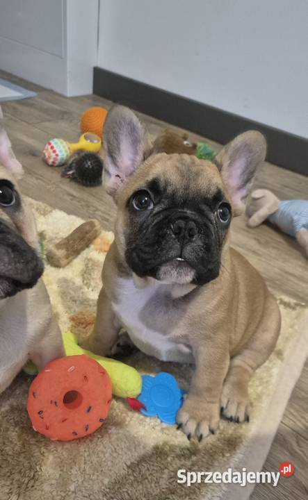 Buldog francuski szczeniaczki Czyżeminek sprzedam