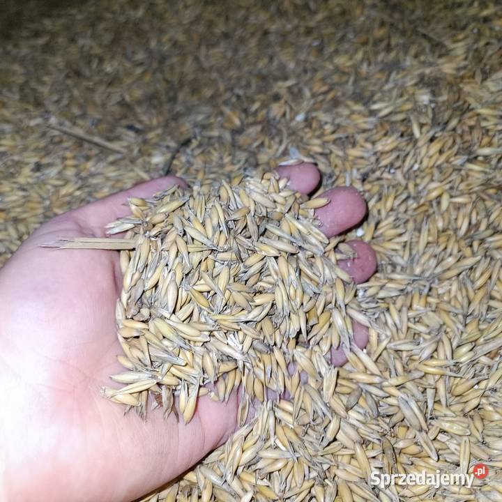 Owies tegoroczny Sieklówka