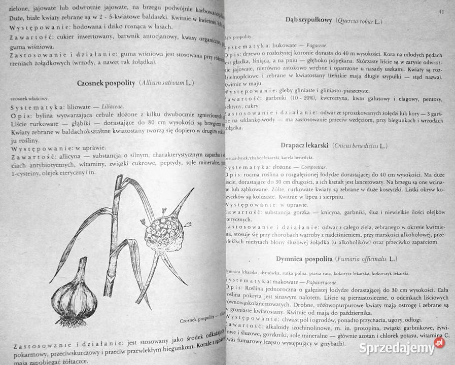 Przewodnik ziołolecznictwa ludowego E Kuźniewski lubelskie Chełm