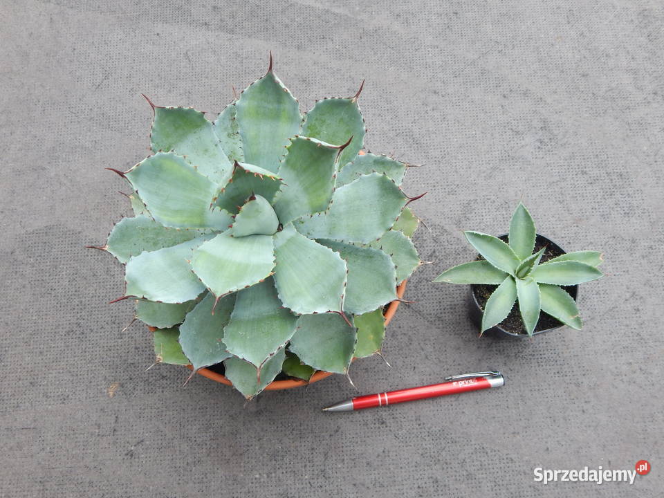 Miniaturowa agawa agave potatorum Kichijokan 3 Kraków