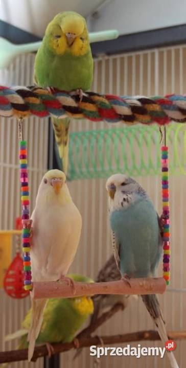 hotel zwierząt 24 h Opieka zwierzat Zabrze