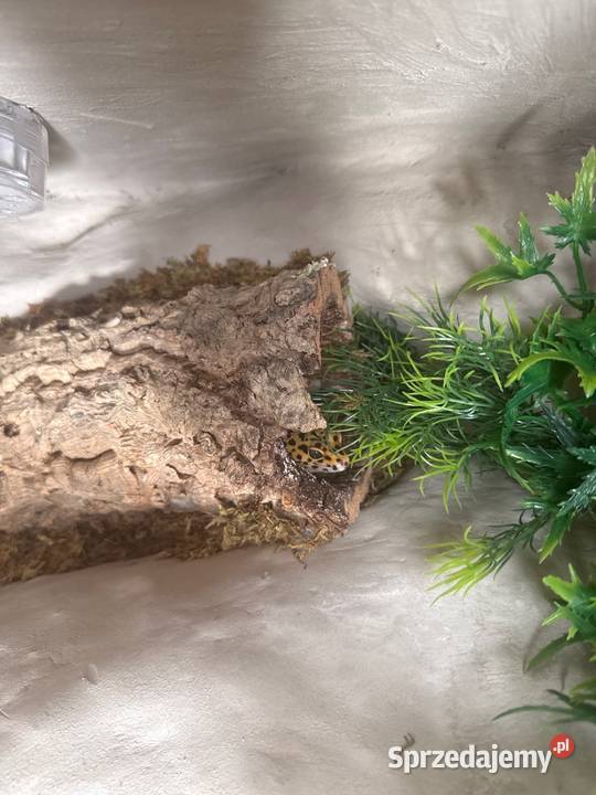 Sprzedam terarium gekona lamparckoego Kołodziejewo