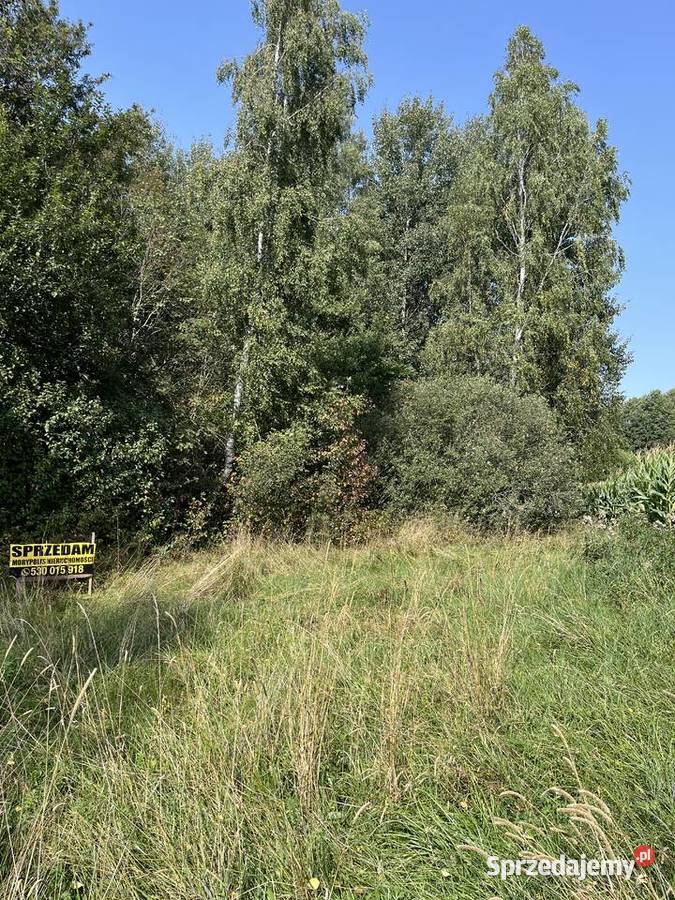 Sprzedam drewno na pniu podlaskie Skiwy Małe