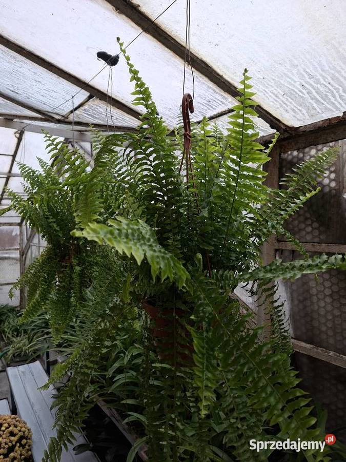Paproć królewska Będzin