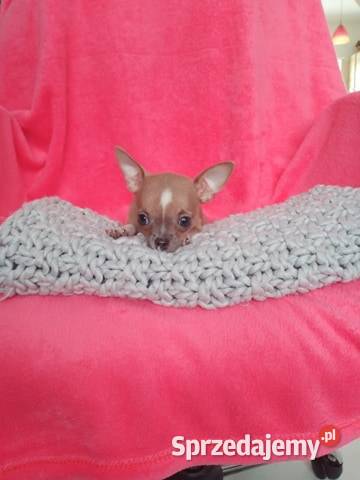 Urocze Chihuahua XXS Szukaja Kochajacego Domu Warszawa