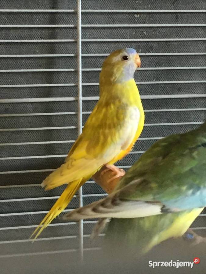 Łąkówki wspaniałe Gorzów Wielkopolski