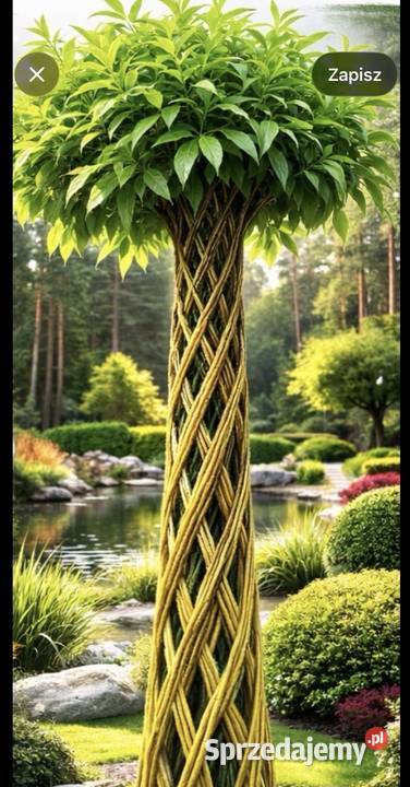 Wierzba pleciona Liściaste Sokolniki-Las sprzedam