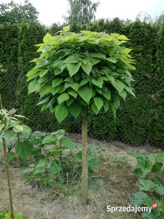 sosna klon wierzba grab jarzębina brzoza katalpa Puławy