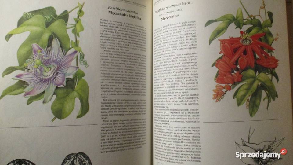 Rośliny ozdobą domu rosliny kwiaty ogród uprawa Łódź