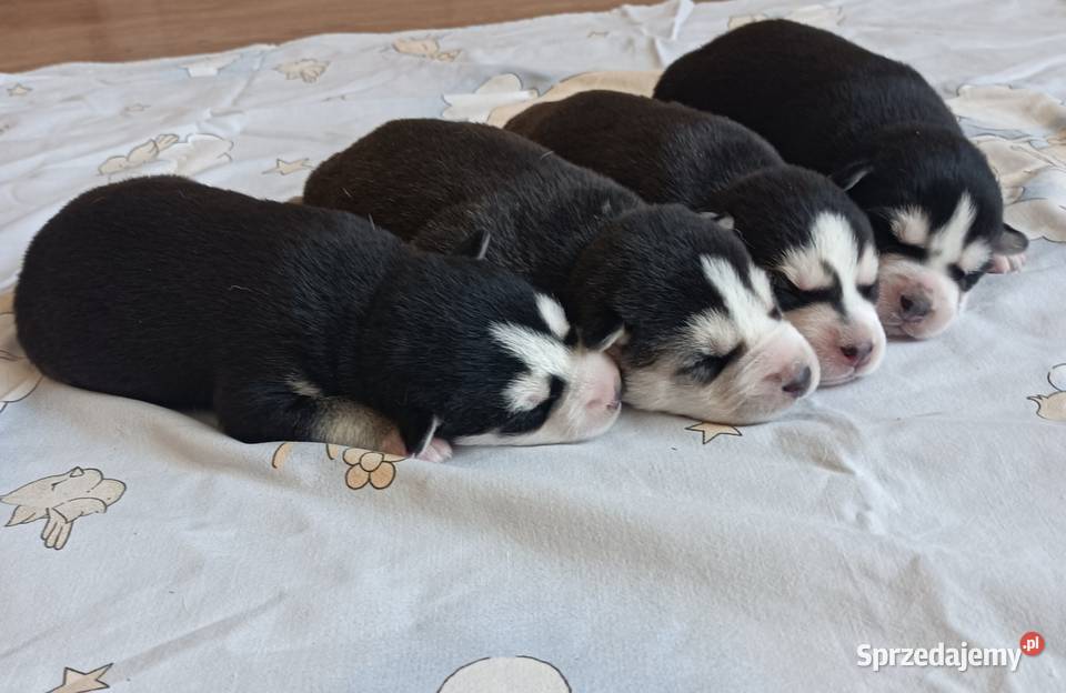Szczeniaczki Siberian husky z elitarnym Krośniewice