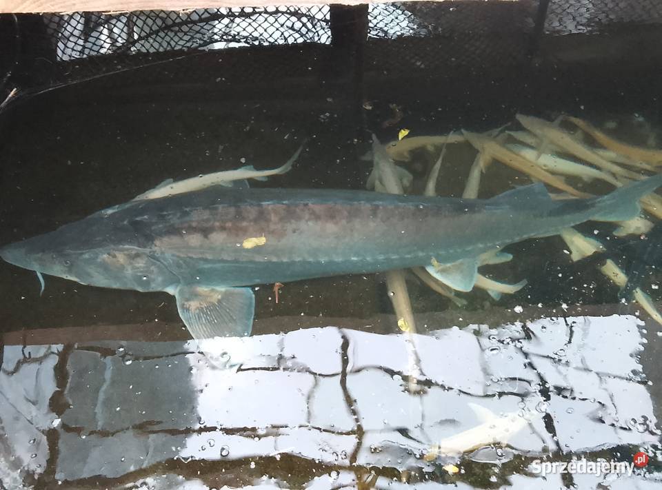 JESIOTR bieługa błękitna COLOSUS 180 UNIKAT