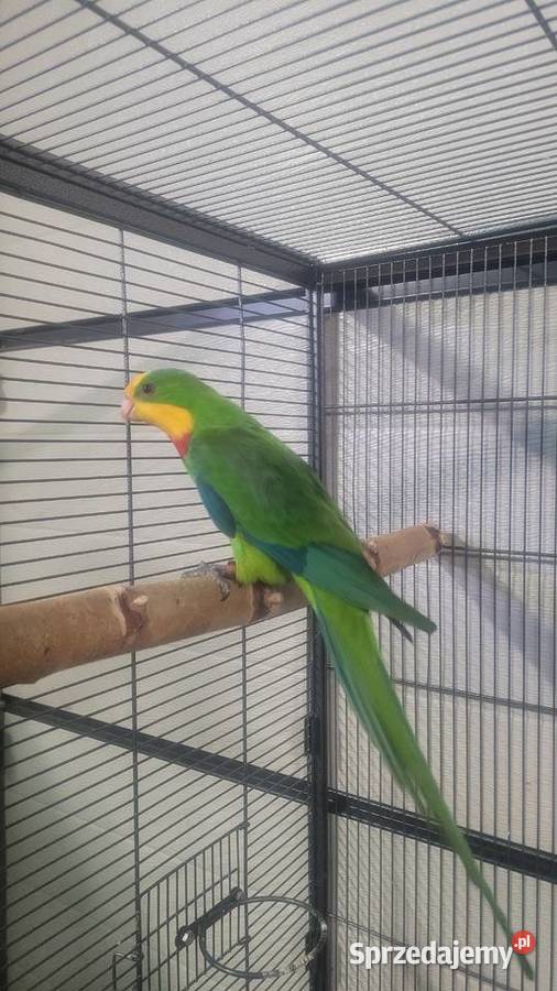 Papugi barabandy małopolskie sprzedam
