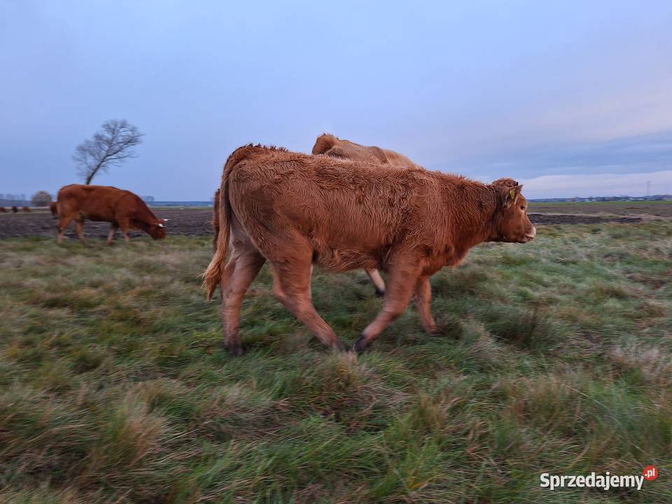 Sprzedam jałówki Opole