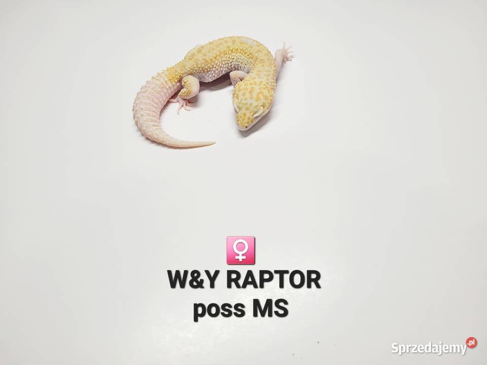 Gekony lamparcie Zawiercie