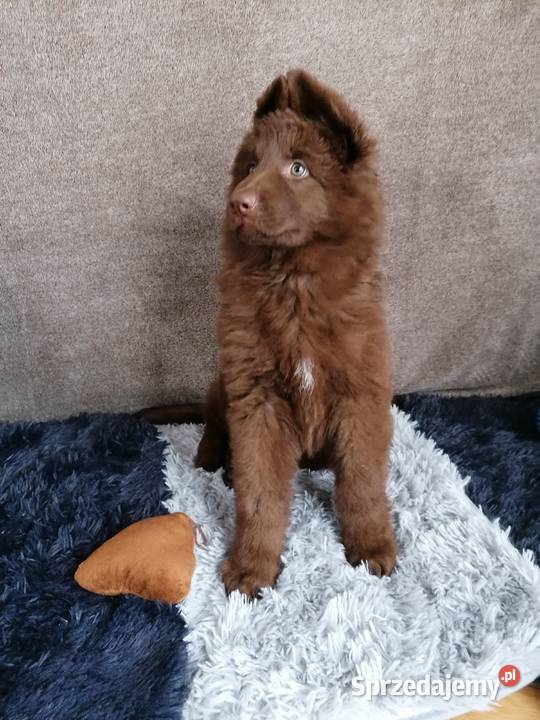 Owczarek niemiecki komplet szczepień czekoladowy Świerklany sprzedam