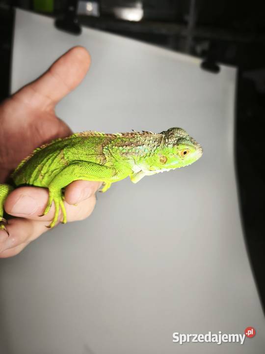 legwan zielony młody osobnik Wałbrzych sprzedam