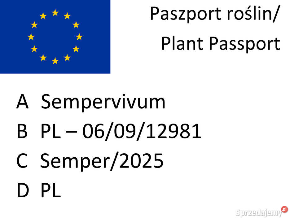 Rojnik murowy lubelskie Lublin