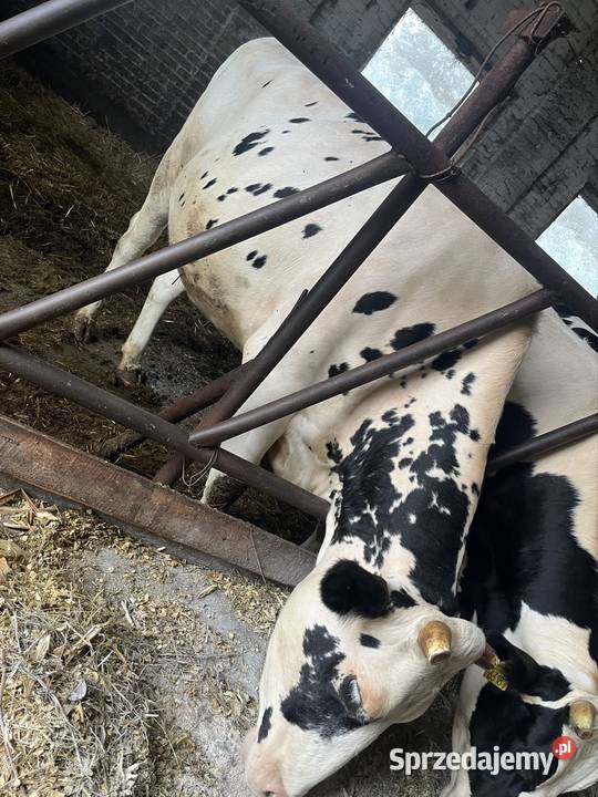 Jałówki wysokocielne Begno