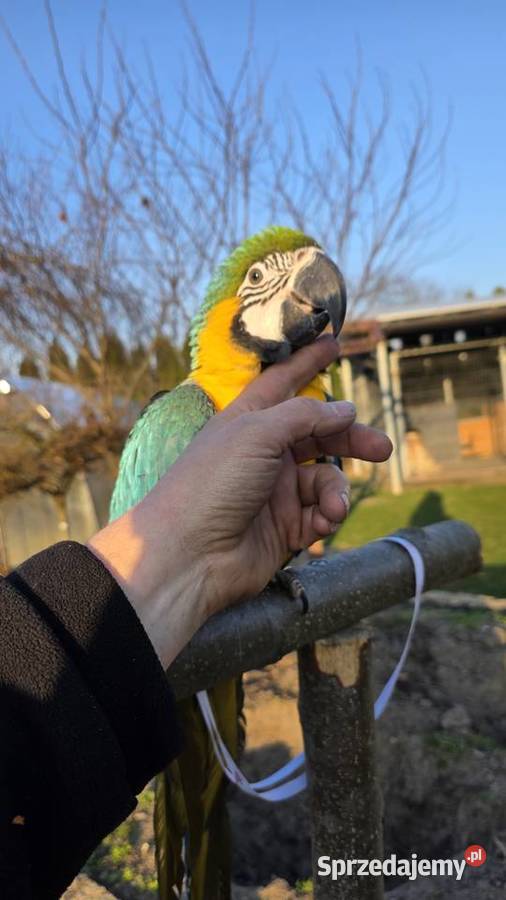 Ara Ararauna Samica ręcznie karmiona śląskie Ornontowice