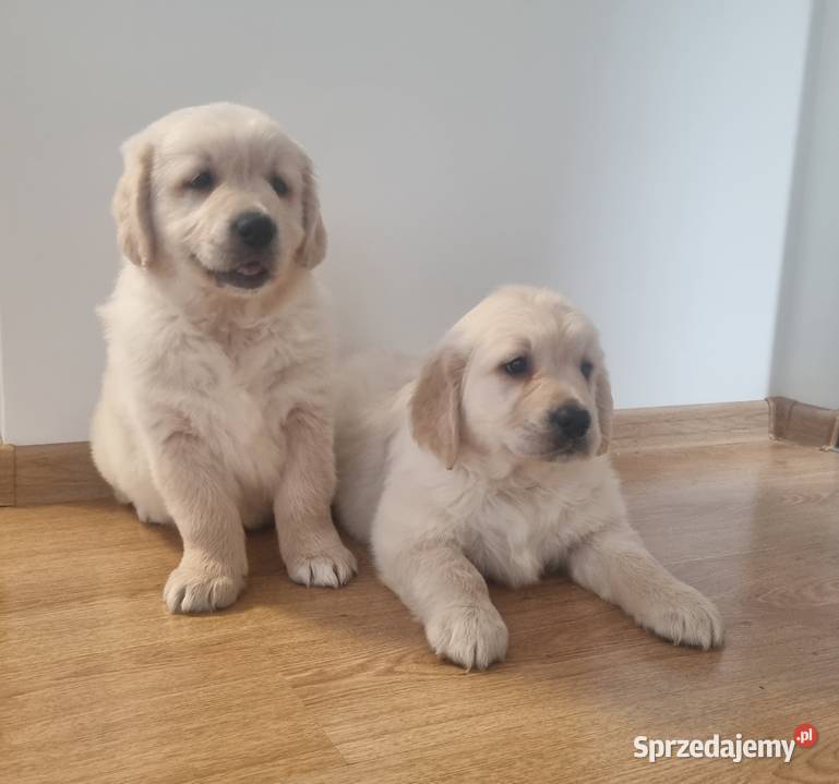 SUPER ostatnie PIESKI GOLDEN RETRIEVER