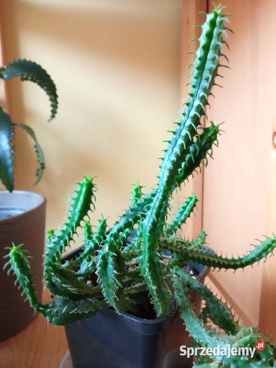 Cylindropuntia subulata sukulent ten i inne Białystok sprzedam