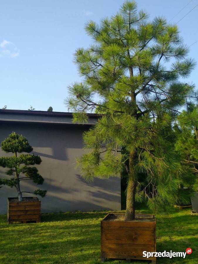 Drzewo Sosna żółta 45m w donicy 550L