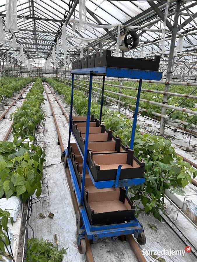 Wózek rolkowy szklarniowy do zbioru warzyw Śmigiel