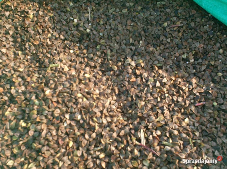 Tatarka gryka Zboża Tomaszów Mazowiecki sprzedam